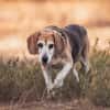 Charmanter Bruno sucht Zuhause