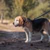 Charmanter Bruno sucht Zuhause