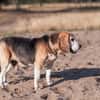 Charmanter Bruno sucht Zuhause