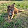 Bobby - sanfte Seele, Traumhund sucht Traum-Zuhause