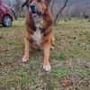 Bobby - sanfte Seele, Traumhund sucht Traum-Zuhause