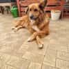 Bobby - sanfte Seele, Traumhund sucht Traum-Zuhause
