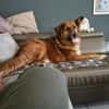 Bobby - sanfte Seele, Traumhund sucht Traum-Zuhause