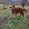 Bobby - sanfte Seele, Traumhund sucht Traum-Zuhause