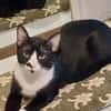 Milo Freundlicher Kater sucht  Familie