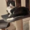 Milo Freundlicher Kater sucht  Familie