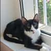 Milo Freundlicher Kater sucht  Familie