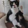 Milo Freundlicher Kater sucht  Familie