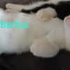 BERLIOZ chez Anne