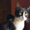 CHATOUNE