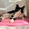 CHATOUNE