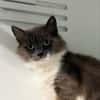 TAHIRI (FIV+)