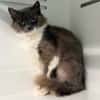 TAHIRI (FIV+)