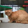 Minette