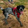 PIPA QCN