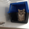 EFIM (CHAT SAUVAGE)