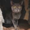 ARISTODE