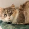 KOLYNA (FIV+)