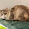 KOLYNA (FIV+)
