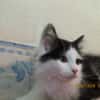 LINK