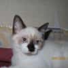 NINI chat