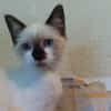 NINI chat