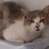 DELILAH (CHAT SAUVAGE)