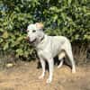 SAM (Animalea)