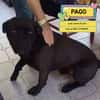 PAGO