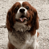 Cooper