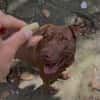 Pollux, mâle croisé Shar Pei, né le 03/06/2024 🐶