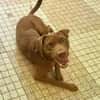 Pollux, mâle croisé Shar Pei, né le 03/06/2024 🐶