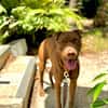 Pollux, mâle croisé Shar Pei, né le 03/06/2024 🐶