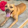 Omy, Mâle, X Berger, né le 31/01/2024 🐶