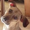 Fifi, mâle croisé berger, né le 15/06/2022 🐶
