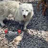 Ronja, voller Sehnsucht nach Liebe