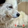 Ronja, voller Sehnsucht nach Liebe