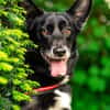 MOBBY - sucht liebevolles Zuhause