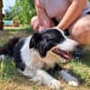 Molly, bezaubernde Border Collie Dame, ca. 4 Jahre