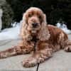 BENNY BUB - bildhübscher Cocker-Senior