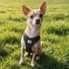 BURRITO sucht ein neues Zuhause