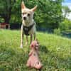 BURRITO sucht ein neues Zuhause