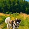 Fay sucht liebe Hundekenner