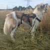 Fay sucht liebe Hundekenner