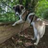 Fay sucht liebe Hundekenner