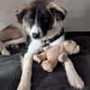Fay sucht liebe Hundekenner