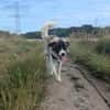 Fay sucht liebe Hundekenner