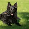 RAFFI sucht ein ruhiges Zuhause