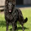 RAFFI sucht ein ruhiges Zuhause