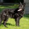 RAFFI sucht ein ruhiges Zuhause